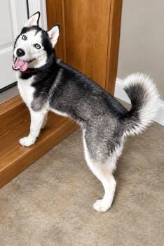 Freya -  Husky Dog for Adoption in Bloomington, Illinois - Freya | PetCurious
