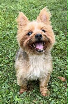 Jessie -  Yorkshire Terrier Dog for Adoption in Smyrna, Georgia - Jessie | PetCurious