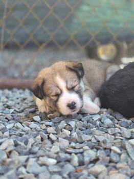 Nesta (Orange) -  Siberian Husky and Pit Bull Terrier Dog for Adoption - Nesta (Orange) | PetCurious