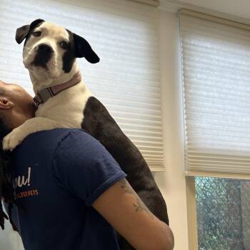 Zebra Cake -  Mixed Breed Dog for Adoption in Philadelphia, Pennsylvania - Zebra Cake | PetCurious