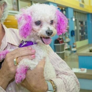 SUNSHINE -  Poodle Dog for Adoption in St. Louis, Missouri - SUNSHINE | PetCurious