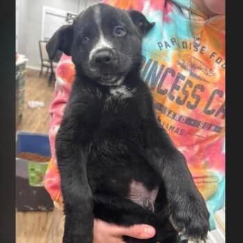 Zeke -  Labrador Retriever Dog for Adoption in Rockville, Maryland - Zeke | PetCurious