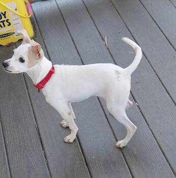 Mixed Breed Dogs Available for Adoption in Conesus, New York - Baylee | PetCurious