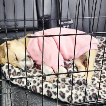 Jack Russell Terrier and Labrador Retriever Dogs Available for Adoption - Popsicle | PetCurious