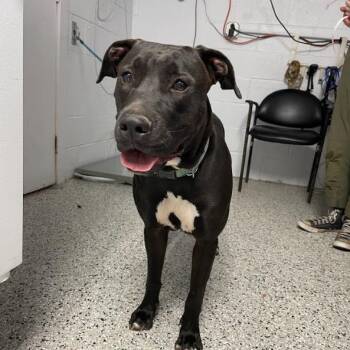 Hound and Mixed Breed Dogs Available for Adoption in Hattiesburg, Mississippi - Monica | PetCurious