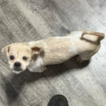 Shih Tzu Dogs Available for Adoption in Alma, Michigan - Dior | PetCurious