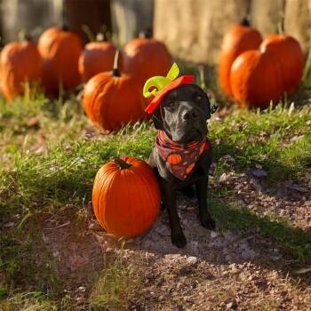 Rescue Black Labrador Retriever Dogs for Adoption in Branford, Connecticut - DESTINY | PetCurious