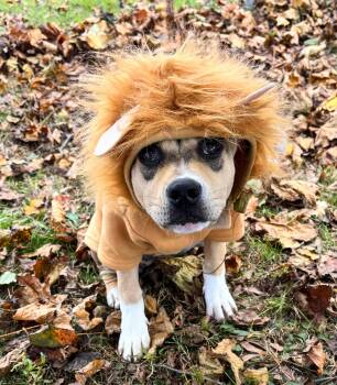 Rescue Pit Bull Terrier Dogs for Adoption in New Windsor, New York - Jere | PetCurious