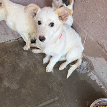 Cardigan Welsh Corgi and Mixed Breed Dogs Available for Adoption in Yuma, Arizona - Bop | PetCurious