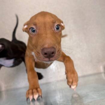 Taiko 0754 -  Mixed Breed Dog for Adoption in Springboro, Ohio - Taiko 0754 | PetCurious