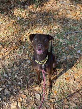 American Staffordshire Terrier and Labrador Retriever Dogs Available for Adoption in Ocean Township, New Jersey - Adrian- Playful Sweetheart | PetCurious