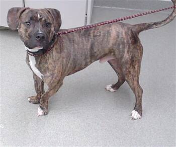 Bull Terrier and Mixed Breed Dogs Available for Adoption - MORENO | PetCurious