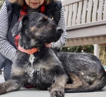 Poodle and Shepherd Dogs Available for Adoption - Violet | PetCurious