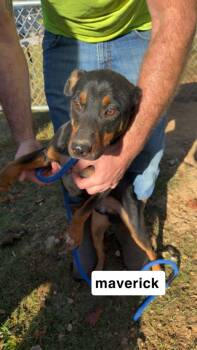 Rescue Australian Cattle Dog Blue Heeler Dogs for Adoption in Lawrenceburg, Tennessee - Maverick | PetCurious