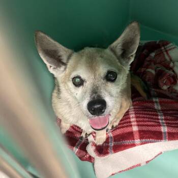 Terrier and Mixed Breed Dogs Available for Adoption - Little Ricky | PetCurious