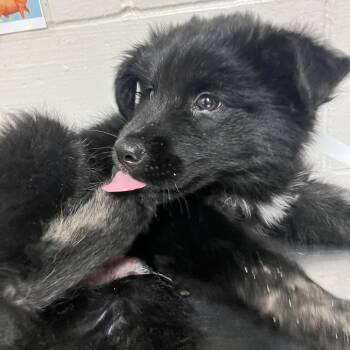 Sebastian -  Border Collie and Shepherd Dog for Adoption in Birmingham, Alabama - Sebastian | PetCurious