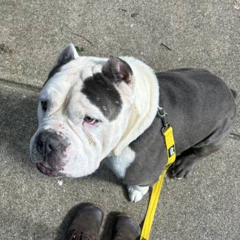 Drako -  English Bulldog and Mixed Breed Dog for Adoption in Oak Park, Illinois - Drako | PetCurious