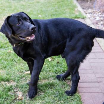 Labrador Retriever Dogs Available for Adoption in Wichita, Kansas - Luca | PetCurious