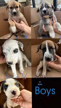 Mr.Blue eyes -  Australian Cattle Dog Blue Heeler and Beagle Dog for Adoption in Haslet, Texas - Mr.Blue Eyes | PetCurious
