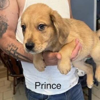 Prince (P Litter) -  Poodle and Mixed Breed Dog for Adoption - Prince (P Litter) | PetCurious