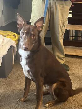 Australian Shepherd and German Shepherd Dog Dogs Available for Adoption in Pelzer, South Carolina - Bear | PetCurious