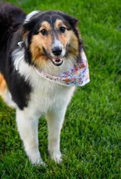 Rough Collie Dogs Available for Adoption in Indianapolis, Indiana - Jerri | PetCurious