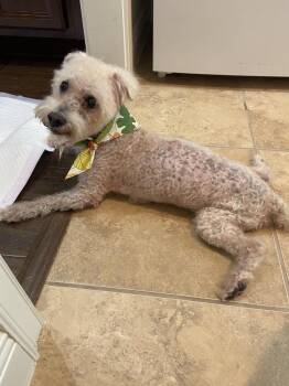 Cotton Ball -  Bichon Frise Dog for Adoption in Winter Garden, Florida - Cotton Ball | PetCurious
