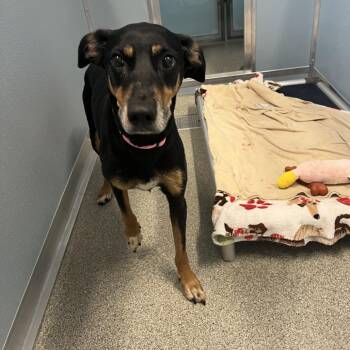 Kalani -  Doberman Pinscher and Mixed Breed Dog for Adoption in Matteson, Illinois - Kalani | PetCurious