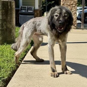 Puffer -  Caucasian Sheepdog Caucasian Ovtcharka Dog for Adoption in Prince Frederick, Maryland - Puffer | PetCurious