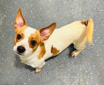 Chihuahua and Dachshund Dogs Available for Adoption in Brooks, Maine - Toffee | PetCurious