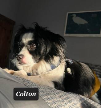 Papillon Dogs Available for Adoption in Buffalo, Missouri - Colton | PetCurious