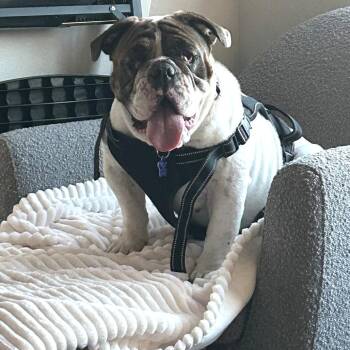 Bernie -  English Bulldog Dog for Adoption in San Francisco, California - Bernie | PetCurious