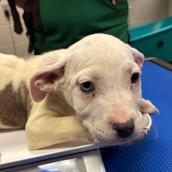 English Bulldog and Shepherd Dogs Available for Adoption in Hinesville, Georgia - Periwinkle | PetCurious