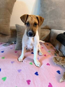 Hound Dogs Available for Adoption - Peanut | PetCurious