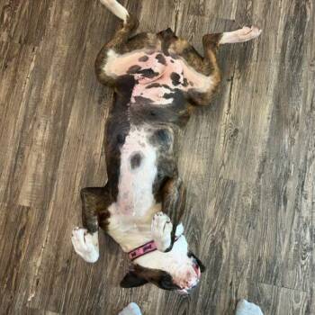 Boxer Dogs Available for Adoption in Vienna, Ontario - Betty Boop (Sherry) | PetCurious