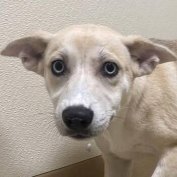Tyler -  Siberian Husky and Australian Shepherd Dog for Adoption in Walnut Creek, California - Tyler | PetCurious