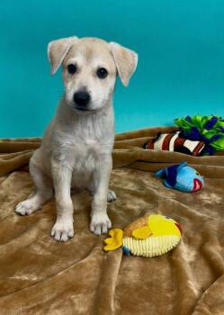 Shepherd and Husky Dogs Available for Adoption in Phoenix, Arizona - Snapper | PetCurious