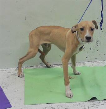 A2090599 -  Staffordshire Bull Terrier and Mixed Breed Dog for Adoption in Houston, Texas - A2090599 | PetCurious
