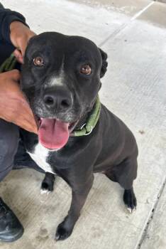 Obi (Obsidian) -  Labrador Retriever Dog for Adoption in Little Elm, Texas - Obi (Obsidian) | PetCurious