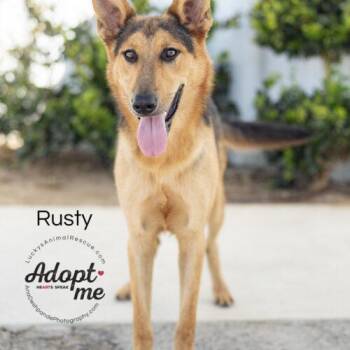 Rusty -  German Shepherd Dog and Mixed Breed Dog for Adoption in Bakersfield, California - Rusty | PetCurious