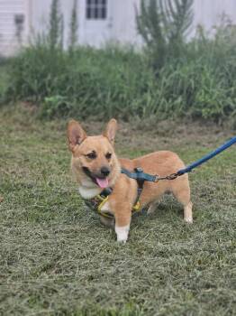 Bear -  Corgi Dog for Adoption in Alexandria, Louisiana - Bear | PetCurious