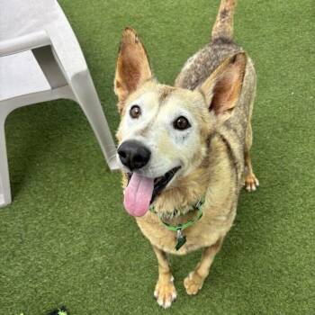 Boe -  Shepherd Dog for Adoption in San Diego, California - Boe | PetCurious