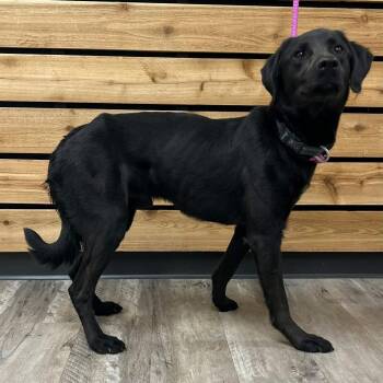 Labrador Retriever Dogs Available for Adoption in Mount Pleasant, Texas - Lucky | PetCurious