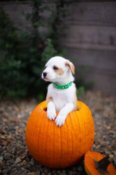 Luke -  Australian Shepherd Dog for Adoption in Las Vegas, Nevada - Luke | PetCurious