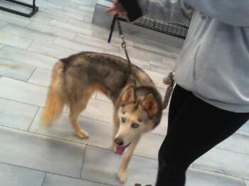 Siberian Husky Dogs Available for Adoption in Charlotte, North Carolina - A1264976 | PetCurious