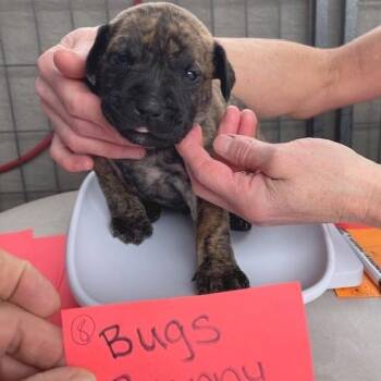 Mixed Breed Dogs Available for Adoption - Bugs Bunny | PetCurious