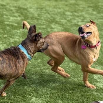 Mixed Breed Dogs Available for Adoption - Lily | PetCurious