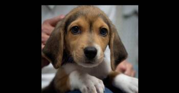 AAD New Arrival!  Bristol - 26126 -  Foxhound Dog for Adoption in Armonk, New York - AAD New Arrival!  Bristol - 26126 | PetCurious