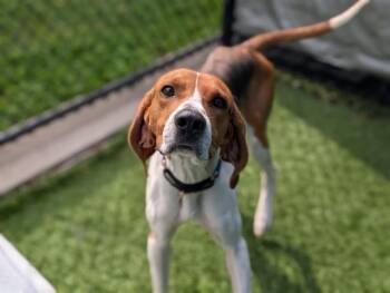 Mixed Breed Dogs Available for Adoption - SLIDER | PetCurious