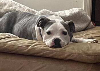 Mandy -  American Staffordshire Terrier Dog for Adoption in Leesburg, Virginia - Mandy | PetCurious